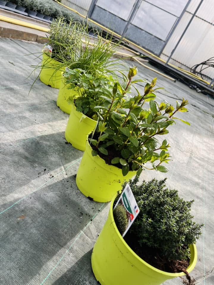 culture plantes aromatiques Montreuil