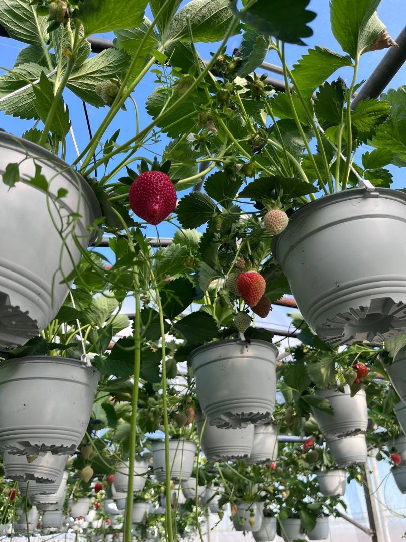 culture plantes et légumes Montreuil