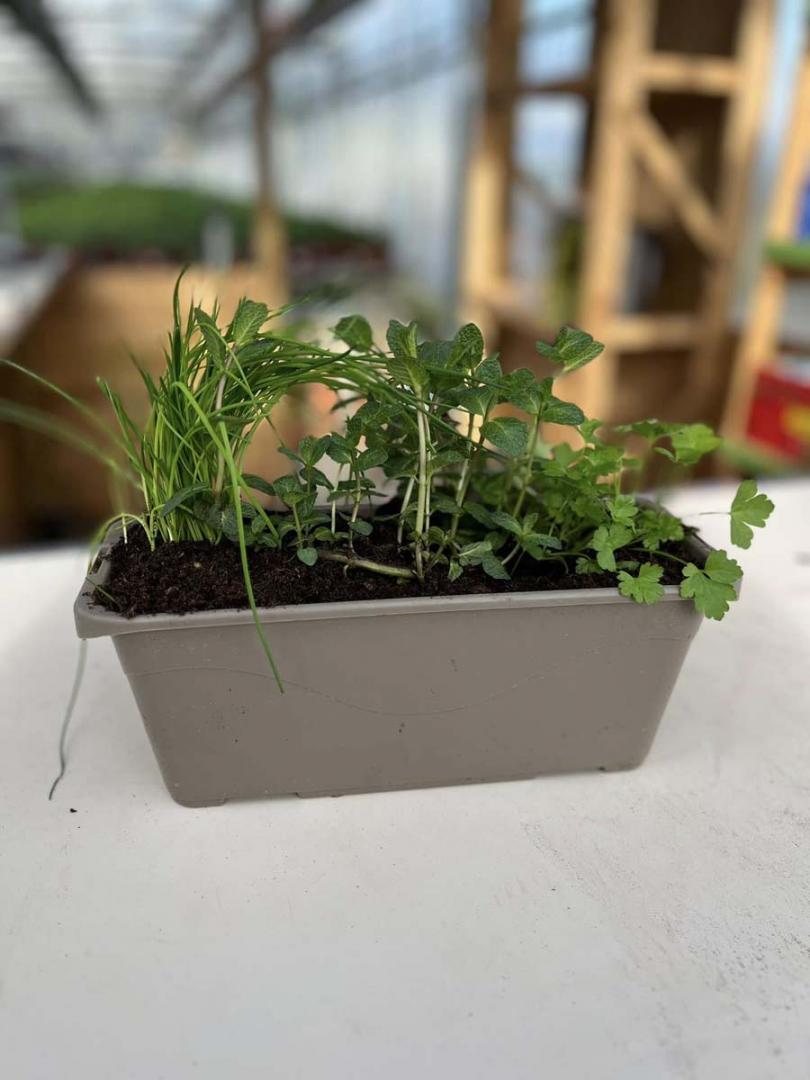 plantes et légumes Montreuil